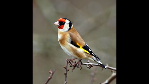 goldfinch singing