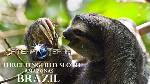 🌎 Three-Fingered Sloth (Bradypus) | 2021