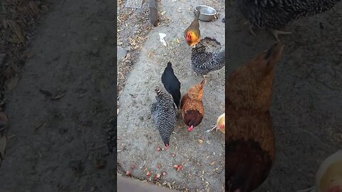 chickens love strawberry day