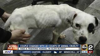 Kennel owners charged with 40 counts of animal cruelty