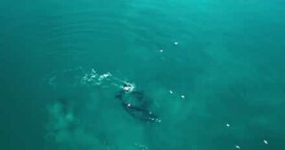 Un drone filme une majestueuse migration de baleines