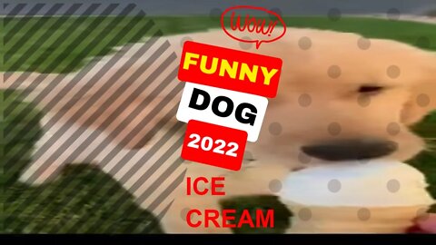 🤣Funny Dogs eating Ice Cream 2022 Video Clips #shorts