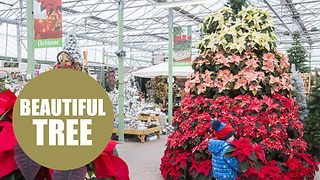 A glowing red Christmas tree made almost entirely of beautiful poinsettias