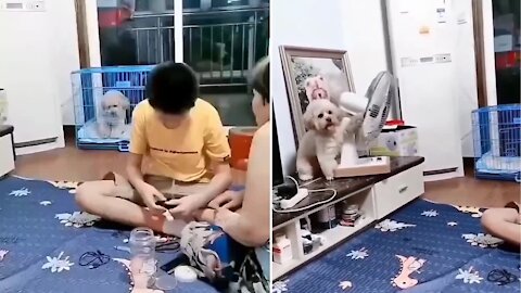 Incredible acts done by dog caught on camera