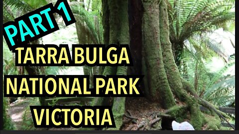 Tarra Bulga National Park | Bushwalk Part 1