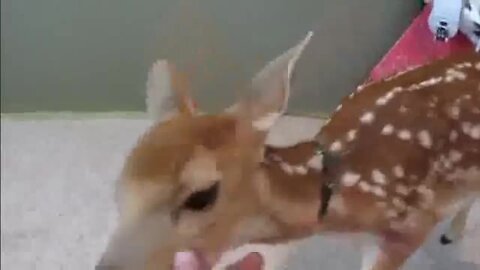 Fawn rescued from dying turns out to be coolest pet ever