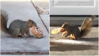 큰 빵을 두고 서로 싸우는 다람쥐들