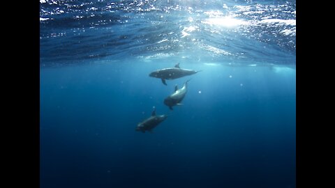Dolphins Swimming in open ocean- Dolphins