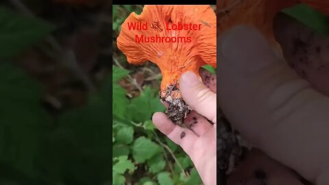 Wild Lobster Mushrooms- the Seafood of the Forest #wildfood #mushroom #lobstermushroom
