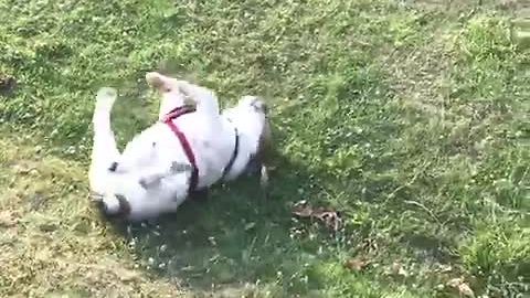 Bulldog slides down grass hill