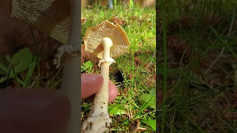 Amanita Mixed Mushroom Fairy Ring Alaska #mushrooms