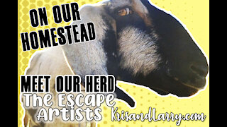 Crazy hail storm let the goats out - Homesteading with Nubian Dairy Goats - KrisandLarry