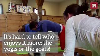 Yoga With Goats | Rare Animals