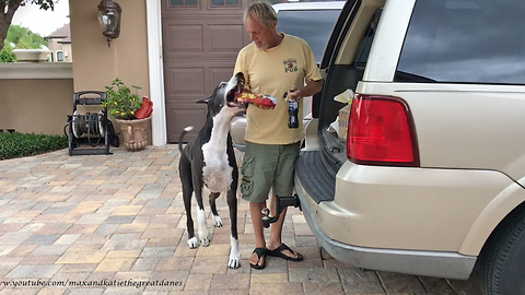 Excited Great Danes Can't Wait to See Dad and the Groceries