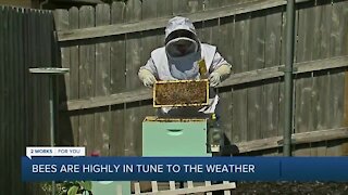 Oklahoma Beekeeping