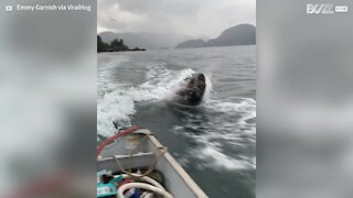 Leões marinhos nadam com lancha