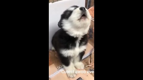 Baby husky howling cute🥳🤩