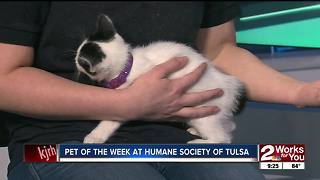 Pet of the Week: Luna