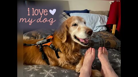 Ramps & Doggie Socks | Feetsies | Senior Dog Life