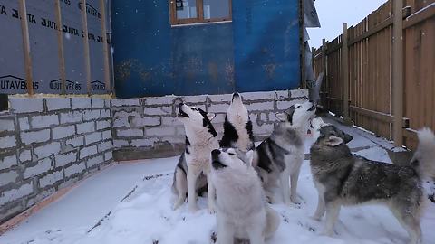 Huskies Hold Special 'Morning Concert' For The Neighbors