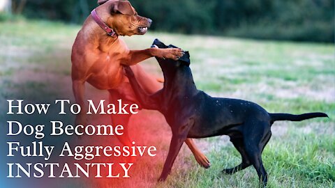 How To Make Dog Become Fully Aggressive INSTANTLY With Few Simple Tips