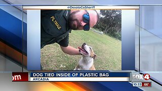 Dog found tied in plastic bag in Arcadia