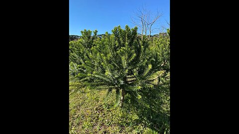 Projeto incentivará plantio de pinheiros precoces em Nova Cantu