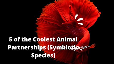 4 of the Coolest Animal Partnerships (Symbiotic Species)