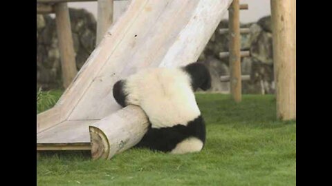 Cute pandas playing on a slide
