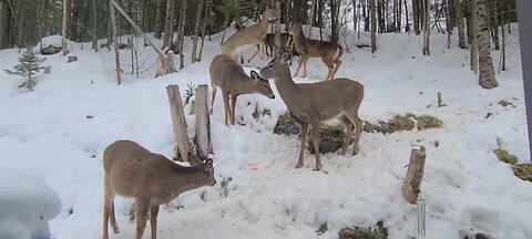 Lots of deer