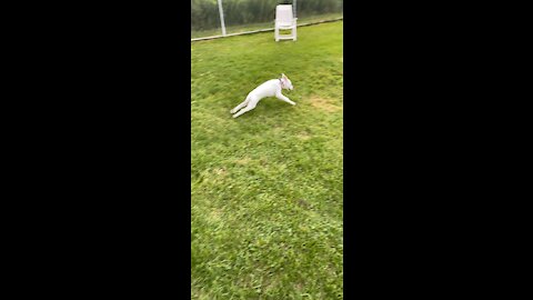 Puppy with the ZOOMIES