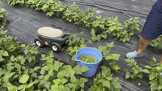 Picking Beans