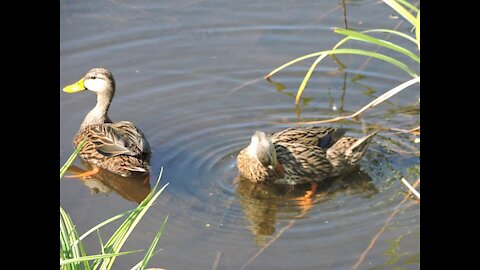 Beautiful wild Mallard duck with young's