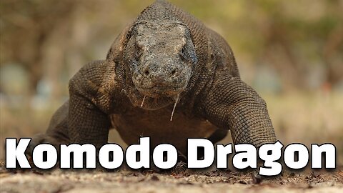 12 Interesting Facts of Komodo Dragon: Kids Knowledge