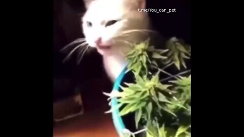 Cat could be called ‘Shaggy’ - wasn’t me, honest - eats parents pot plant