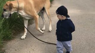 Bedårande vänskap mellan bebis och gigantisk hund
