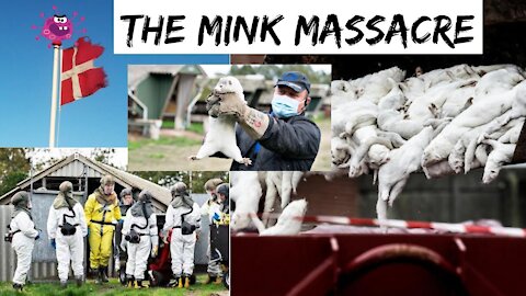 The Mink Massacre