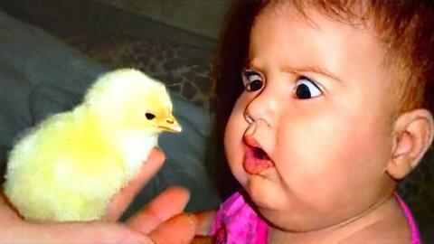 Best funny moments: The first time Baby meets ANIMALS