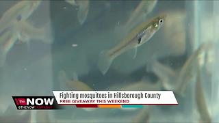 Hillsborough County to give away free mosquito fish this weekend