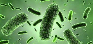 Psychic Focus on Do Bacteria Have Souls