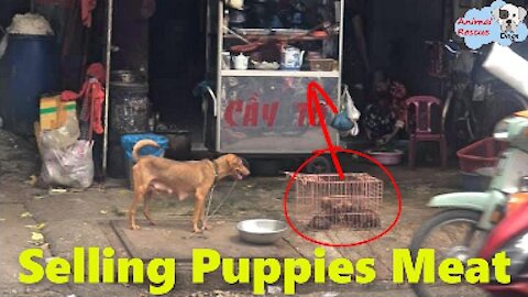 Rescue Puppies And Their Mother Dog Were Sold to Slaughterhouse and Awaiting Slaughter