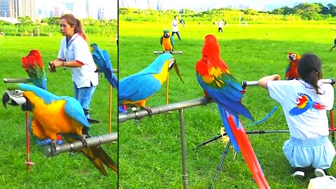 A colorful Birds perched on metal pole *