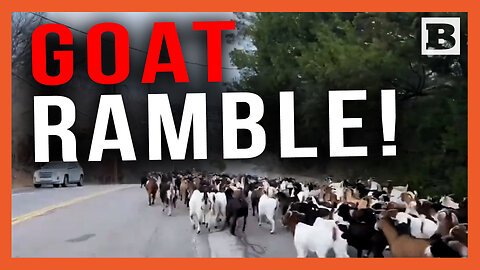 Goat Ramble! Dallas-Area Police Corral Herd of Renegade Bovids