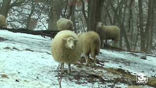 Iowa farmer faces challenges during pandemic