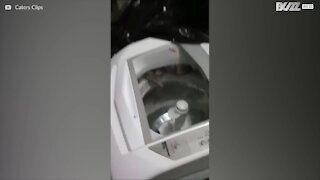 Un serpent de 2 mètres trouvé dans une machine à laver