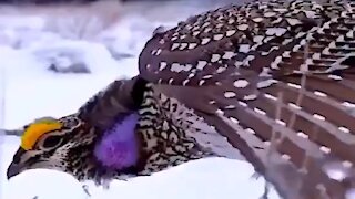 Mesmerizing sounds of Sharp-tailed Grouse