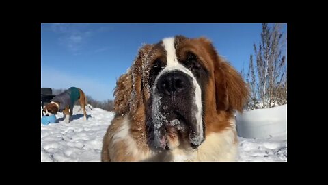 Looks at those jowls- St. Bernards big lips and cheeks.