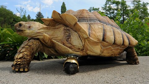 Giant Tortoise, funny and cute animals, Cute tortoise,hat , feeding carrot to tortoise