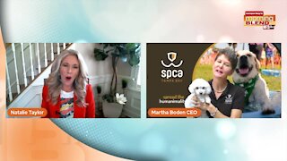 Pet Patrol: SPCA Tampa Bay | Morning Blend