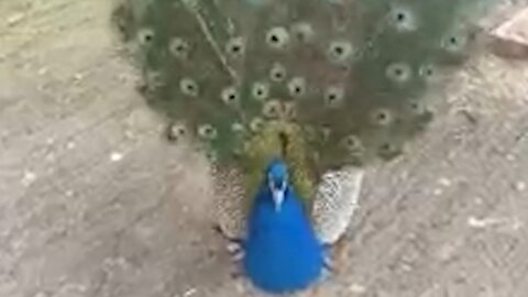 Beautiful feathers spread by a peacock